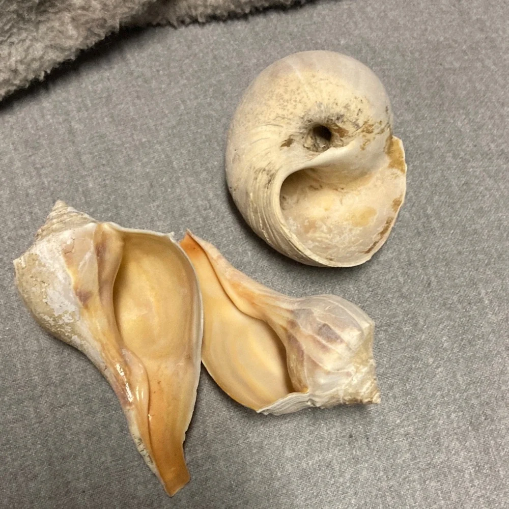 Natural Sea Shell Collection - Picture 5 of 5